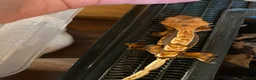 Gecko reptiles for sale: Crested Geckos x4 in Minehead - Advert 4