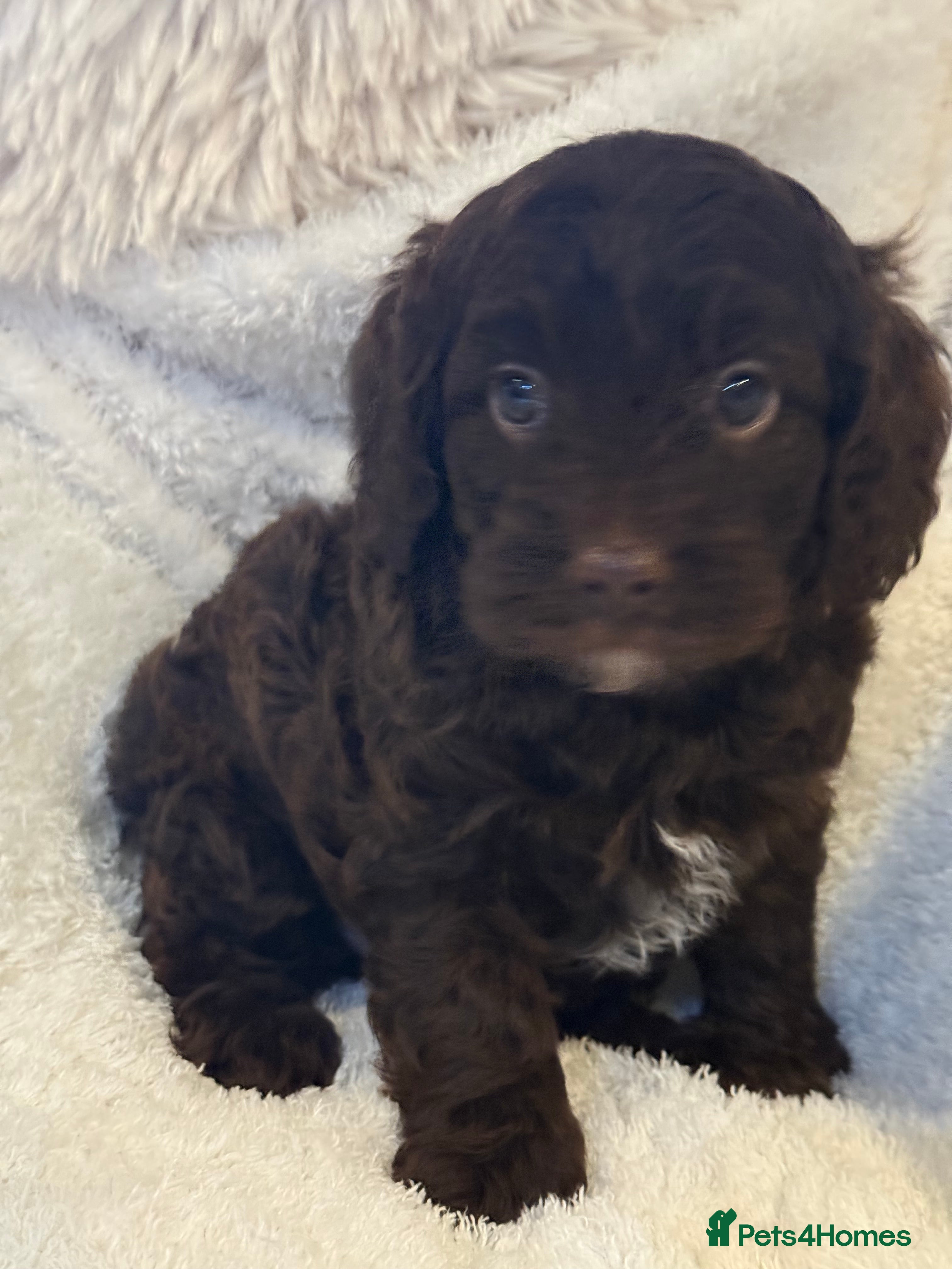 Cavapoo dogs Our First Ever F1 Choc  Cavapoo Boy - Advert 1