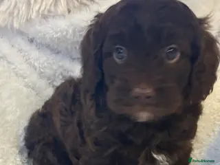 Cavapoo dogs Our First Ever F1 Choc Cavapoo Boy - Advert 1