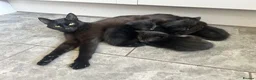Mixed Breed cats for sale: Farm kittens  - Advert 1