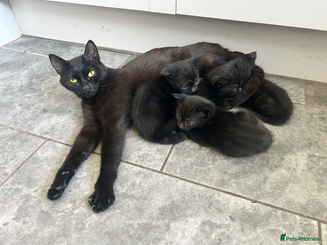 Mixed Breed cats for sale: Farm kittens  - Advert 1