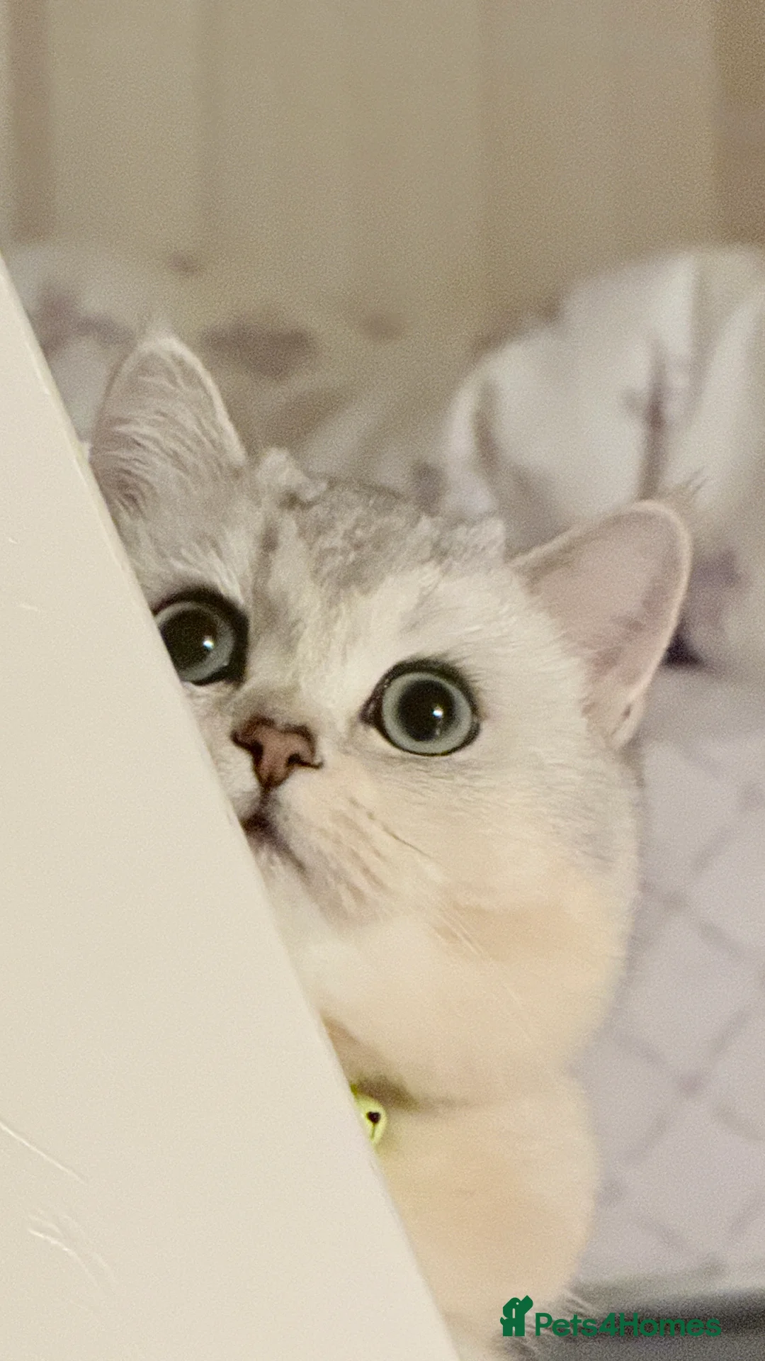 British Shorthair cats for sale: BRİTİSH SHORTHAİR 10 MONTHS - Advert 3