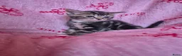 Arabian Mau cats for sale: Male kittens available  - Advert 2