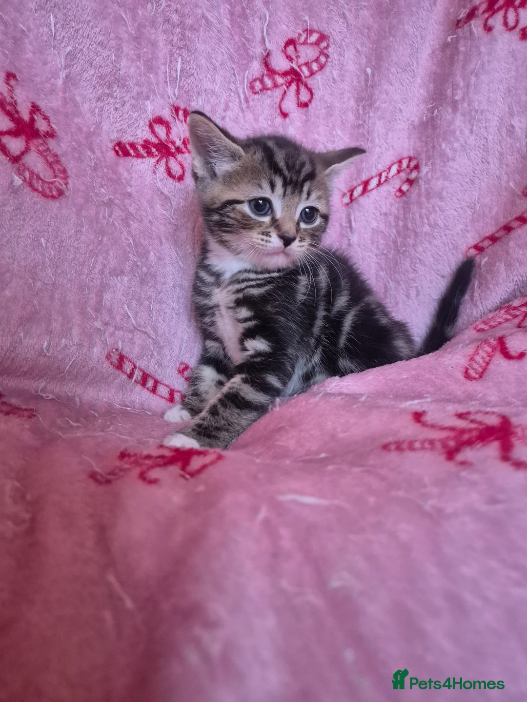 Arabian Mau cats for sale: Male kittens available  - Advert 2
