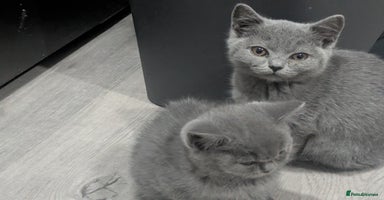British Shorthair cats - Advert 3