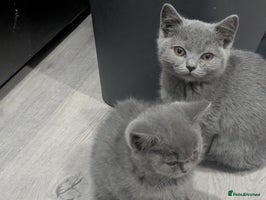 British Shorthair cats - Advert 3