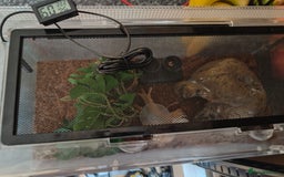 Gecko reptiles for sale: Crested Gecko  - Advert 4