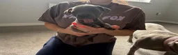 Staffordshire Bull Terrier dogs for sale: Four stunning blue Staffordshire bull terriers - Advert 6
