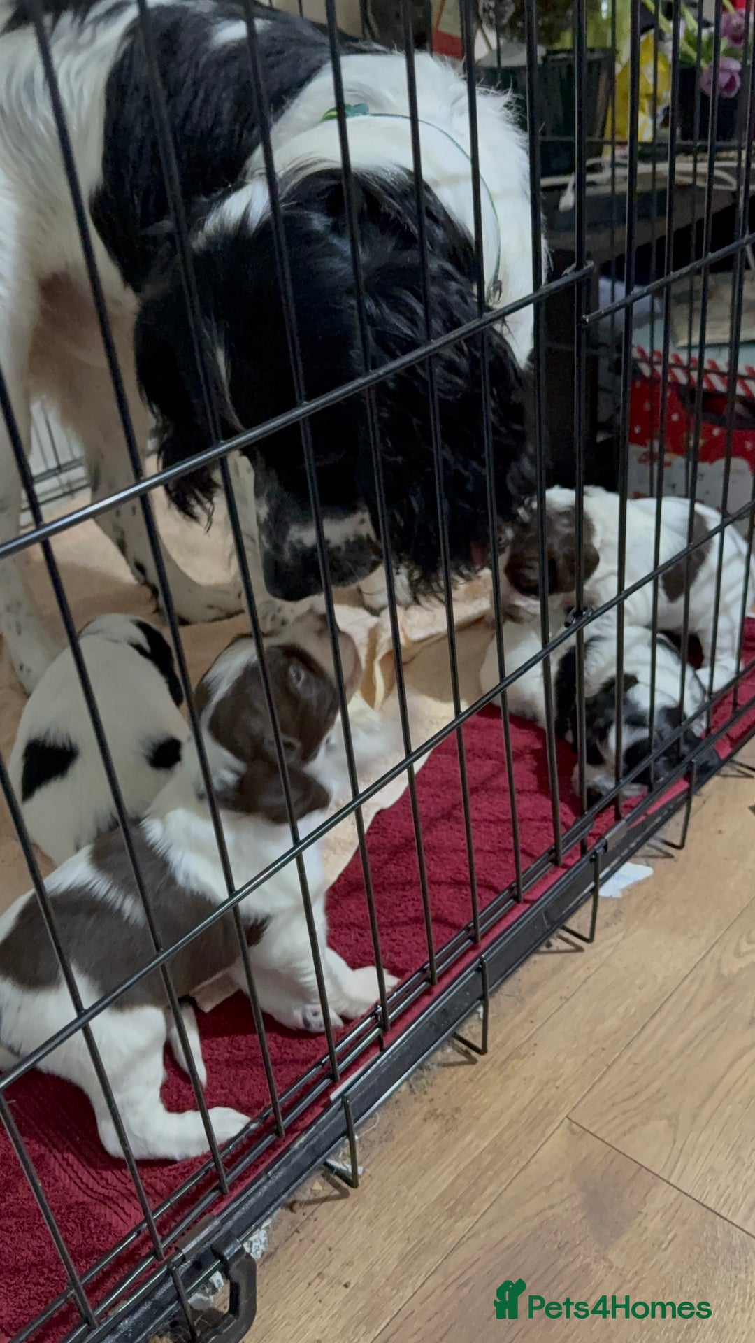 Sprocker dogs for sale: Sprocker puppies  - Advert 3