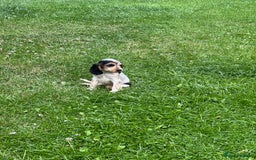 Cocker Spaniel dogs for sale: Stunning small cocker spaniel puppies - Image 4