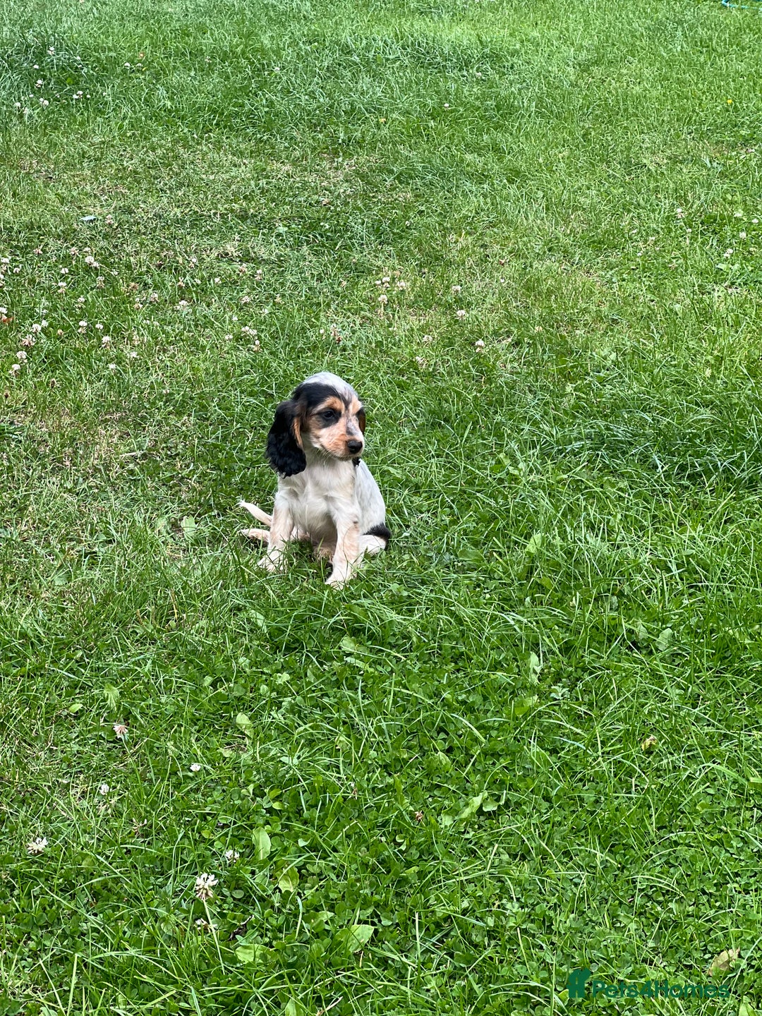 Cocker Spaniel dogs for sale: Stunning small cocker spaniel puppies - Image 4