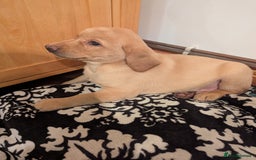 Labrador Retriever dogs for sale: Labrador puppies ready soon. North Yorkshire. - Advert 5