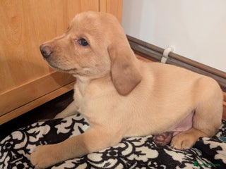Labrador Retriever dogs Labrador puppies ready soon. North Yorkshire. - Advert 3
