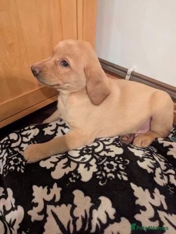 Labrador Retriever dogs Labrador puppies ready soon. North Yorkshire. - Advert 1