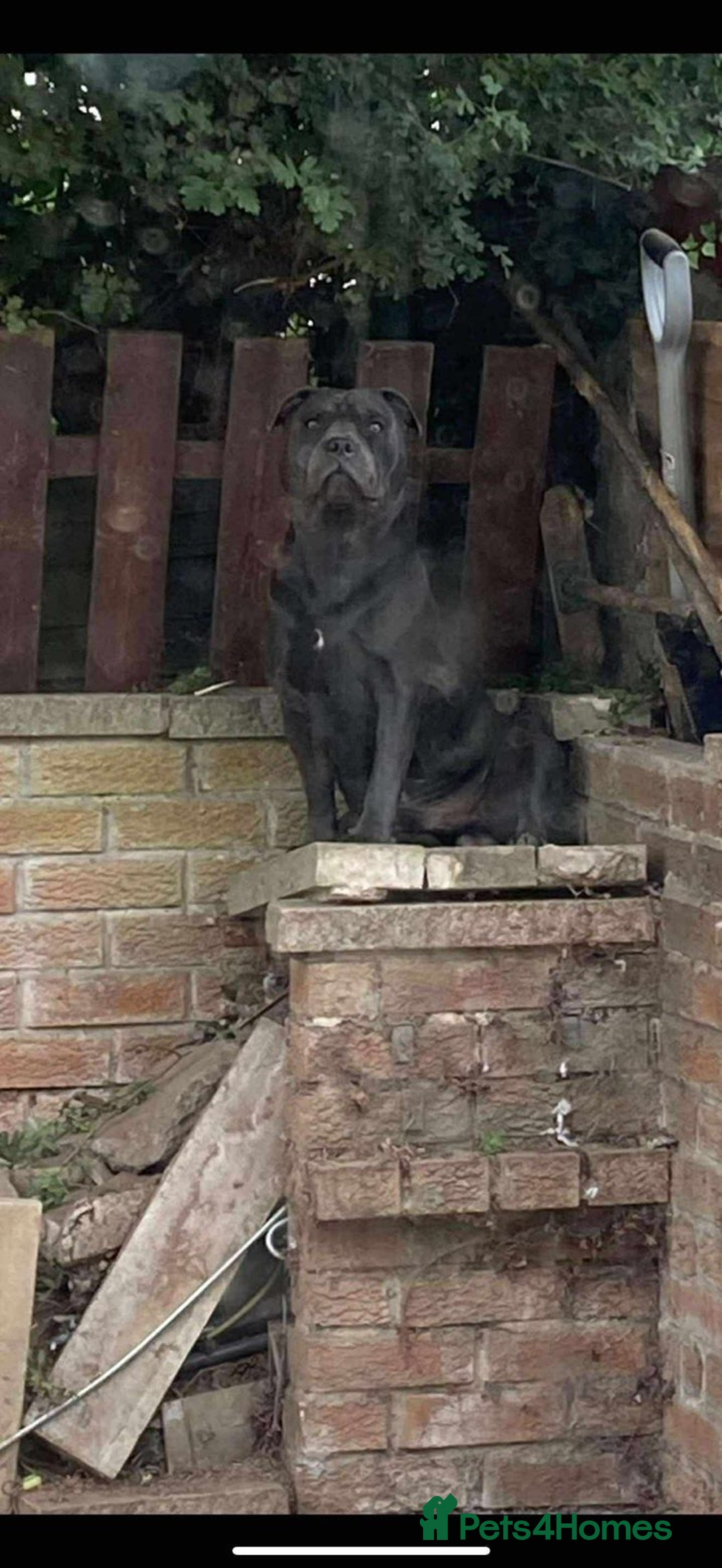 Staffordshire Bull Terrier dogs for sale: Male blue staffy  - Image 2