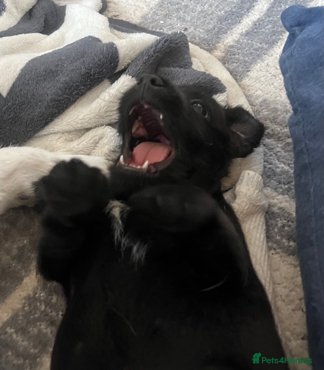 Patterjack dogs for sale: Gorgeous/ Patterjack x Patterdale pups ♥️ - Image 2
