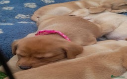 Labrador Retriever dogs for sale: KC Registered Labrador Puppies for sale  - Image 9