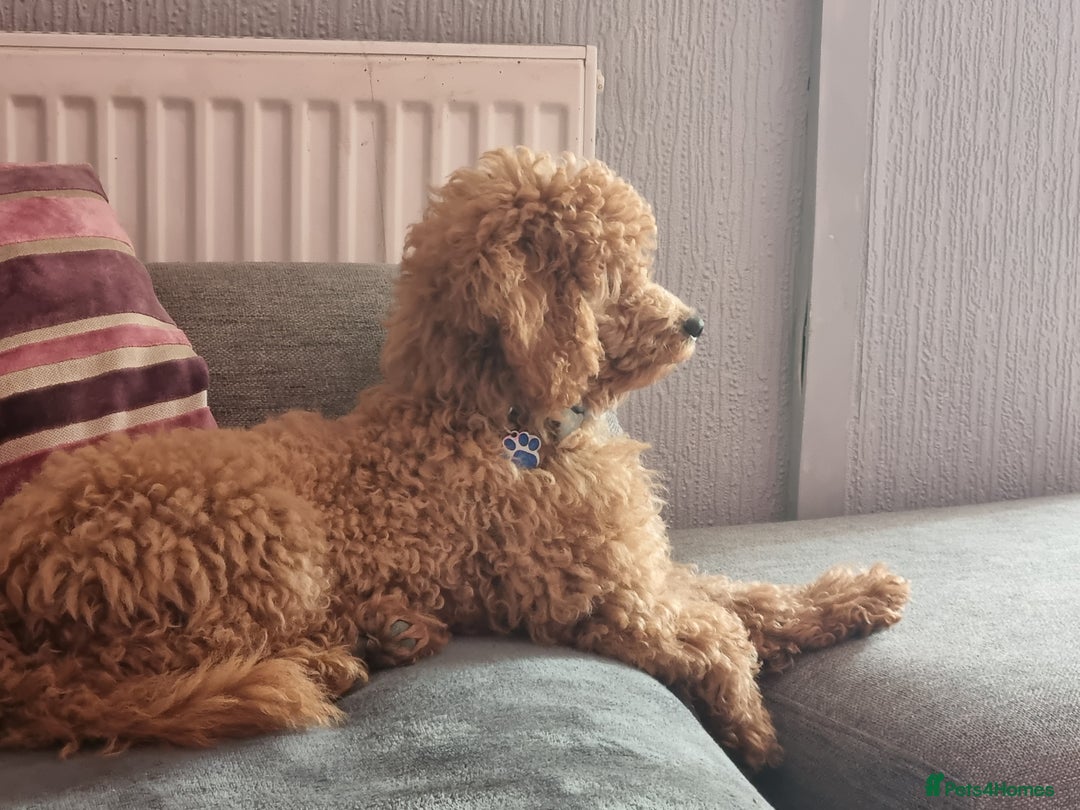 Toy Poodle dogs for stud: Stunning red toy poodle for stud in Coventry - Advert 6