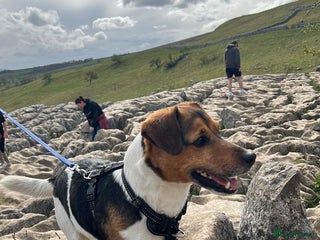 Jack Russell dogs - Advert 21