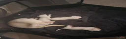 Chihuahua dogs for sale: Pure white chihuahua pups  in Bristol - Advert 4