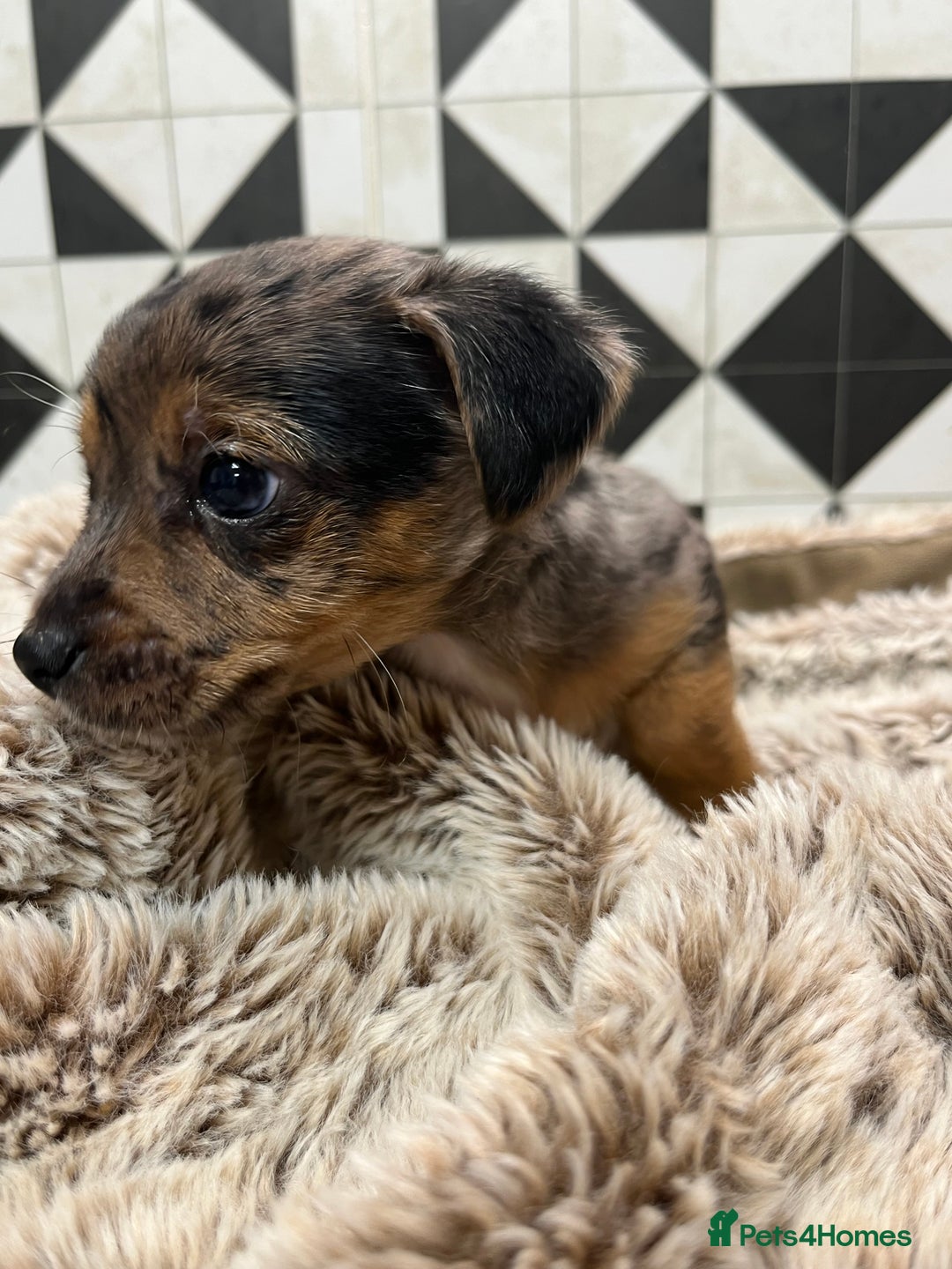 Jack Russell dogs for sale: Jack Russell pups for sale - Advert 6