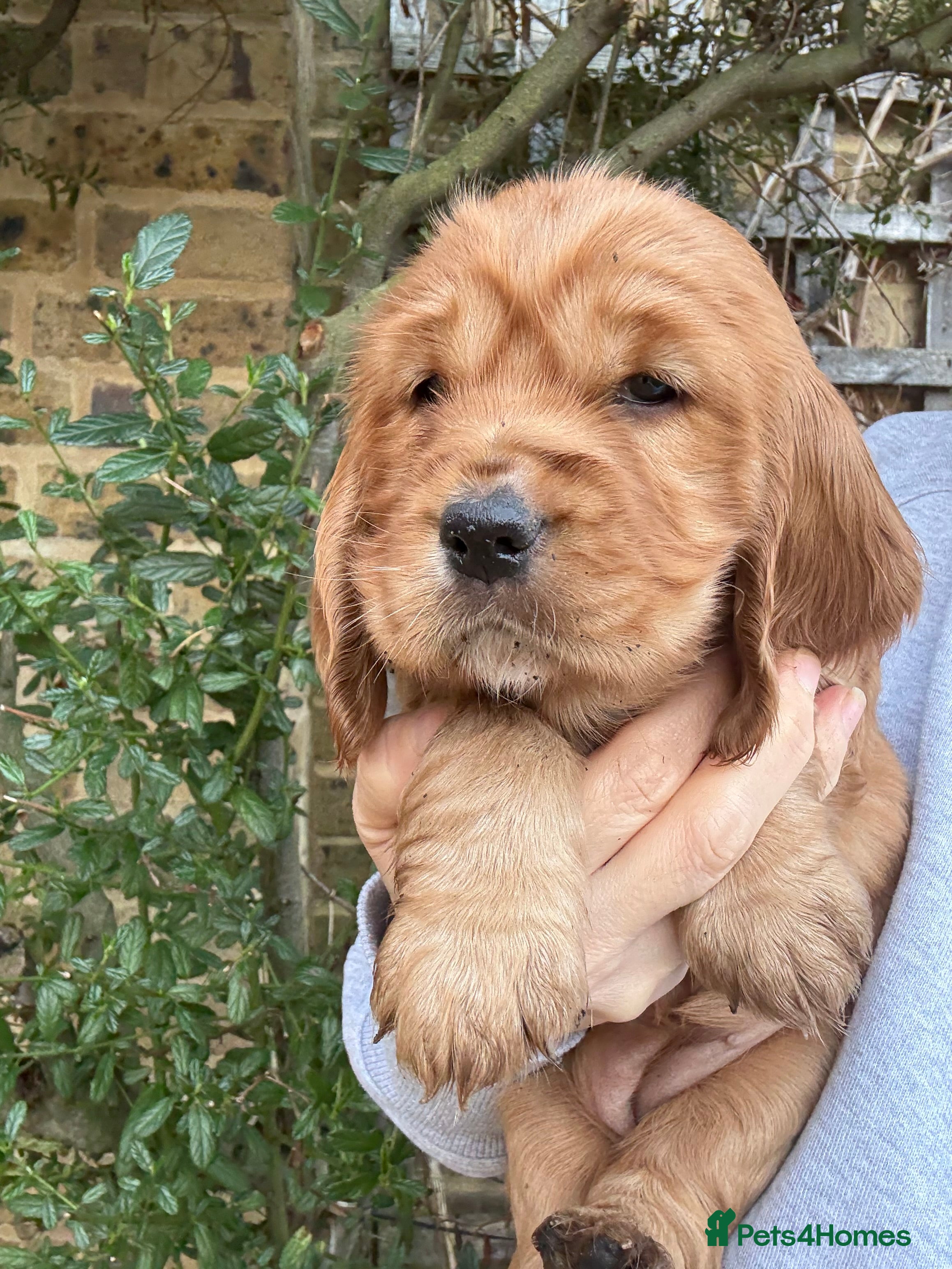 Cocker Spaniel dogs Beautiful Gold English cocker spaniels  - Advert 1