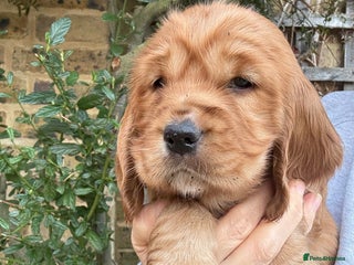 Cocker Spaniel dogs Beautiful Gold English cocker spaniels - Advert 5