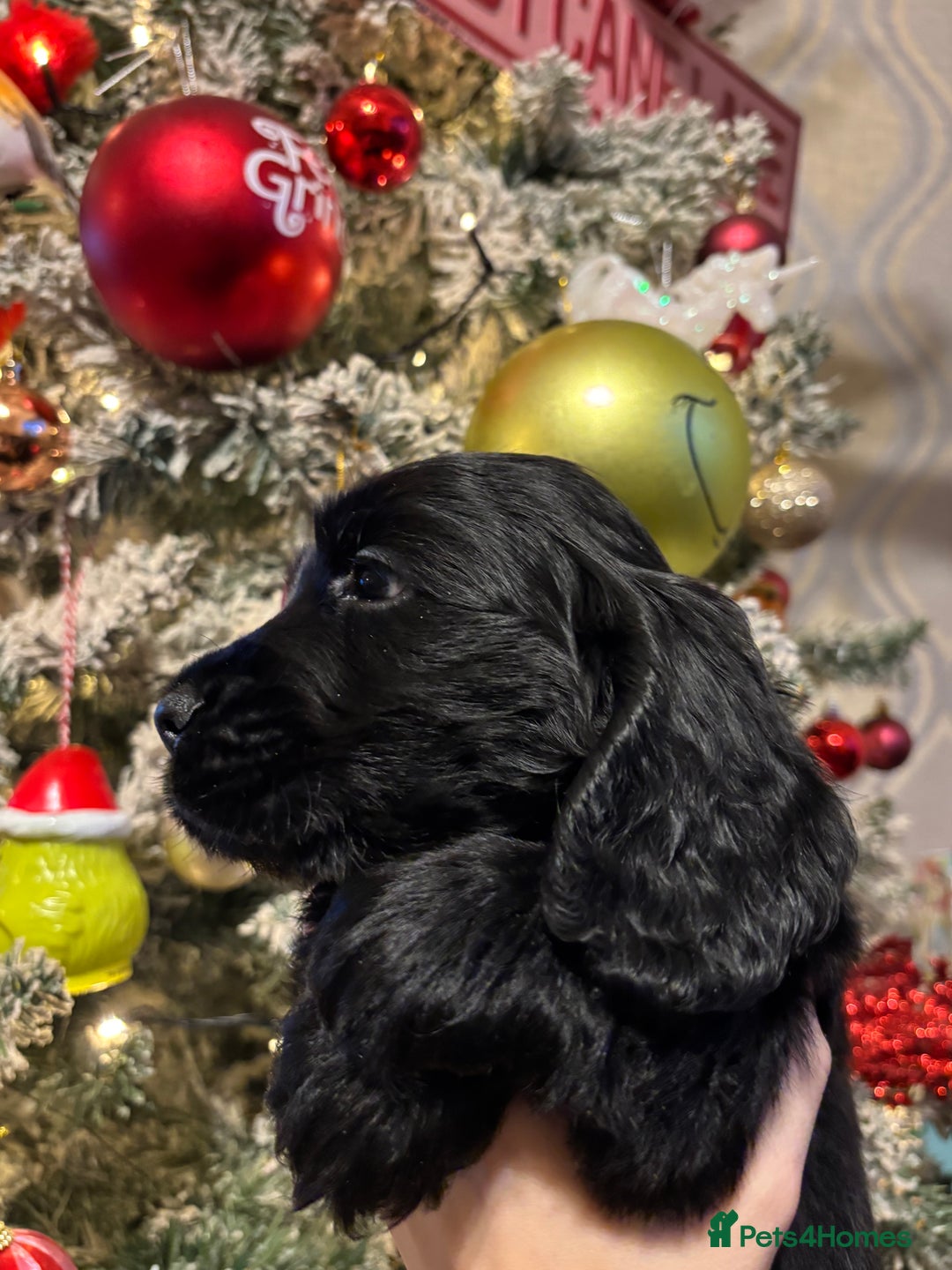 Cocker Spaniel dogs for sale: Solid Black Cocker Spaniel BOY  - Advert 4