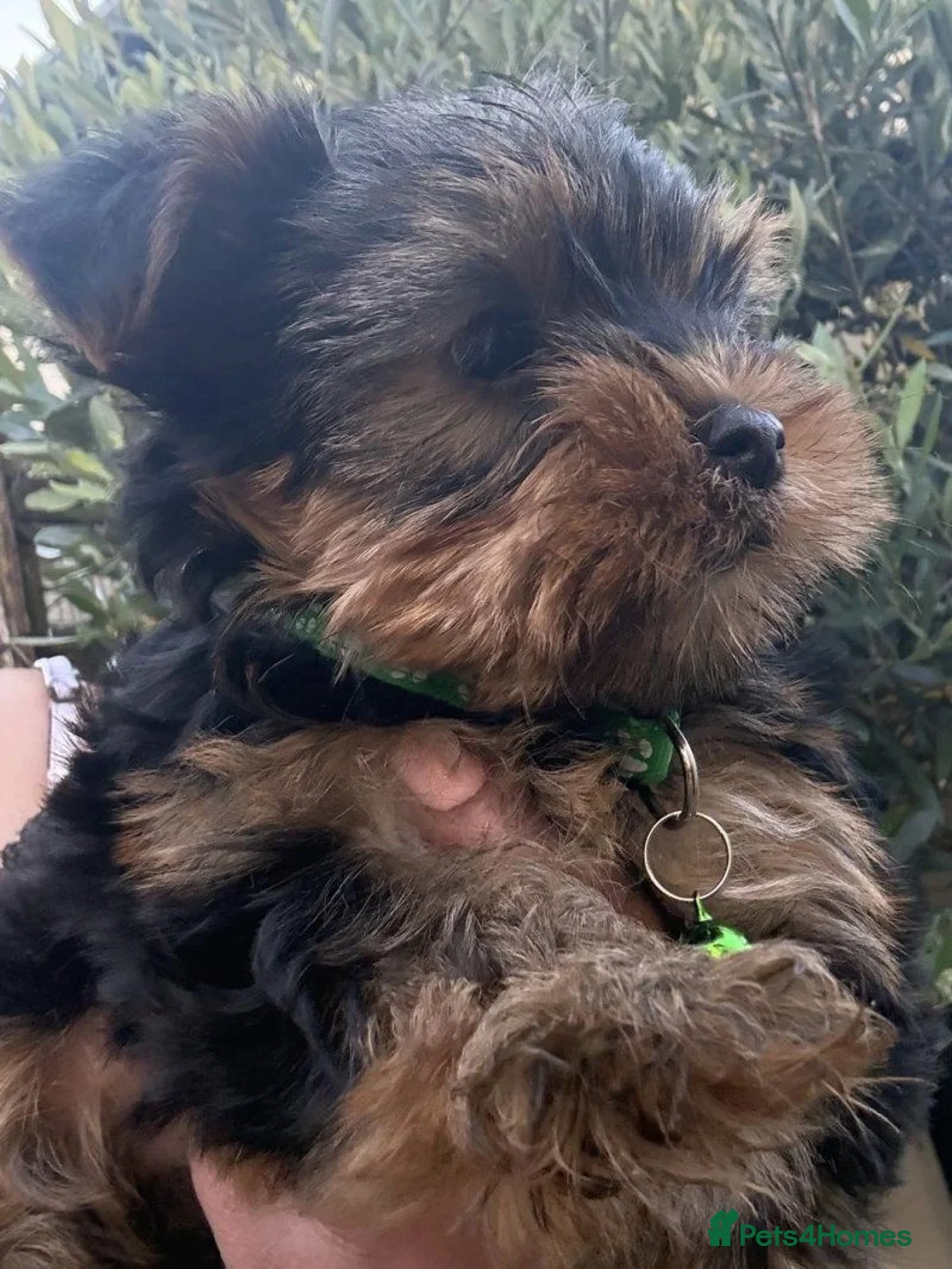 Yorkshire Terrier dogs for sale: Cute Yorkshire Terrier Pups Ready  in Norwich - Advert 7