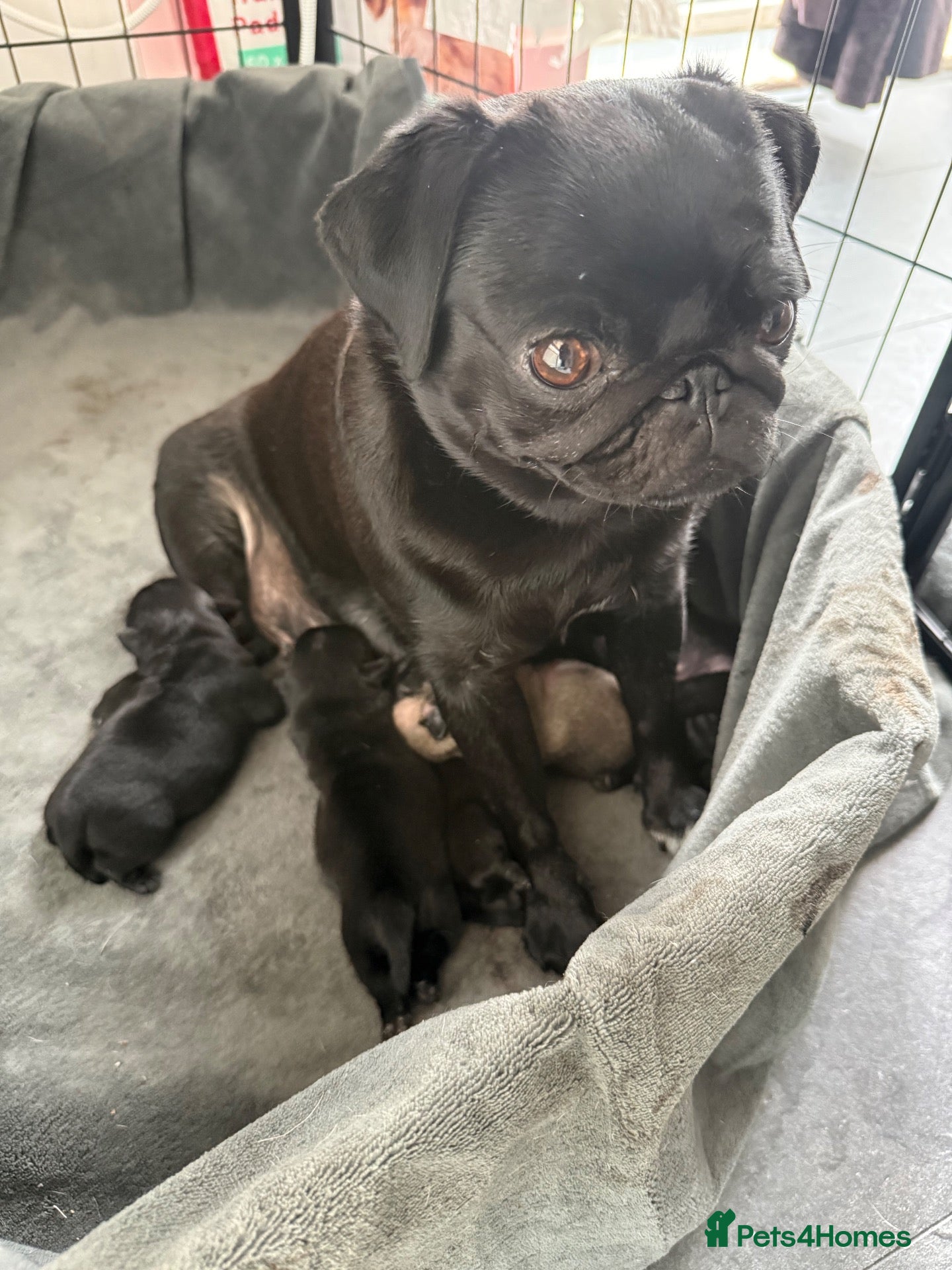 Pug dogs 🐾💙 GORGEOUS PUG PUPPIES 💙🐾 - Advert 1