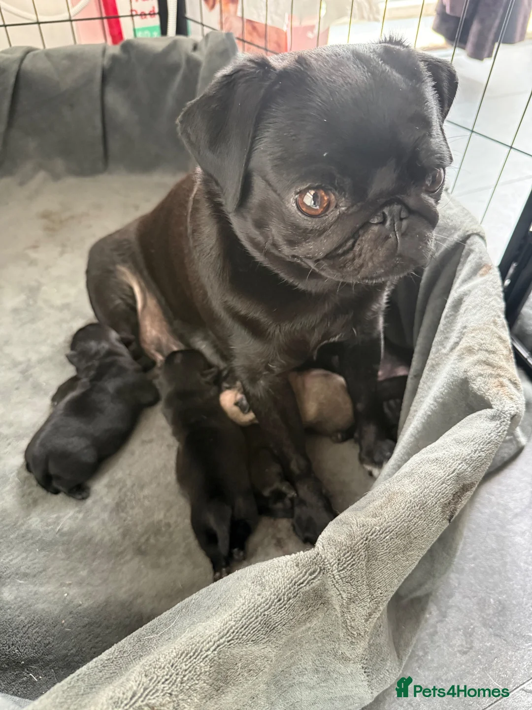Pug dogs for sale: 🐾💙 GORGEOUS PUG PUPPIES 💙🐾 - Advert 1