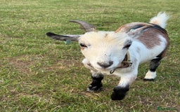 Goats livestock for sale: Pygmy Goats - Image 1