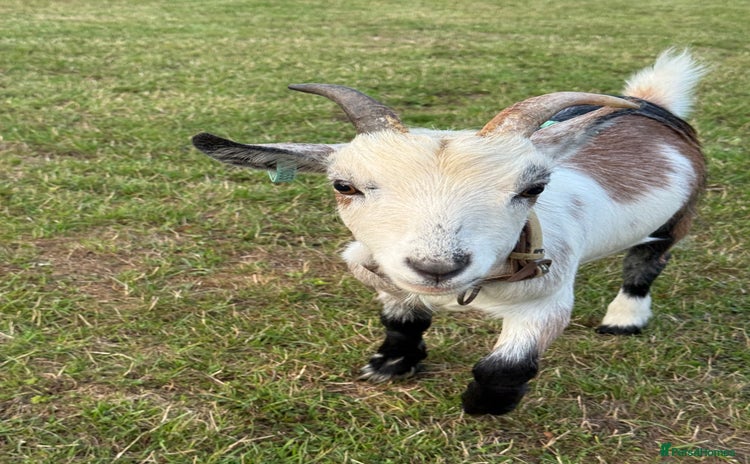 Goats livestock - Advert 4