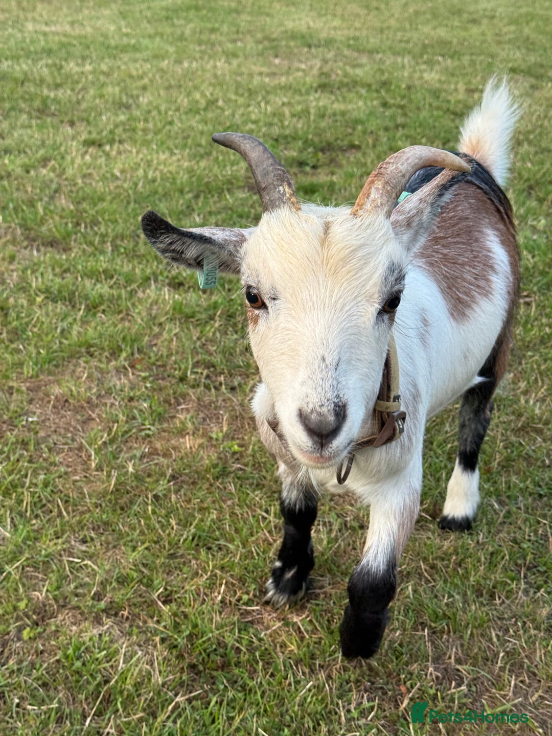 Goats livestock for sale: Pygmy Goats - Image 1