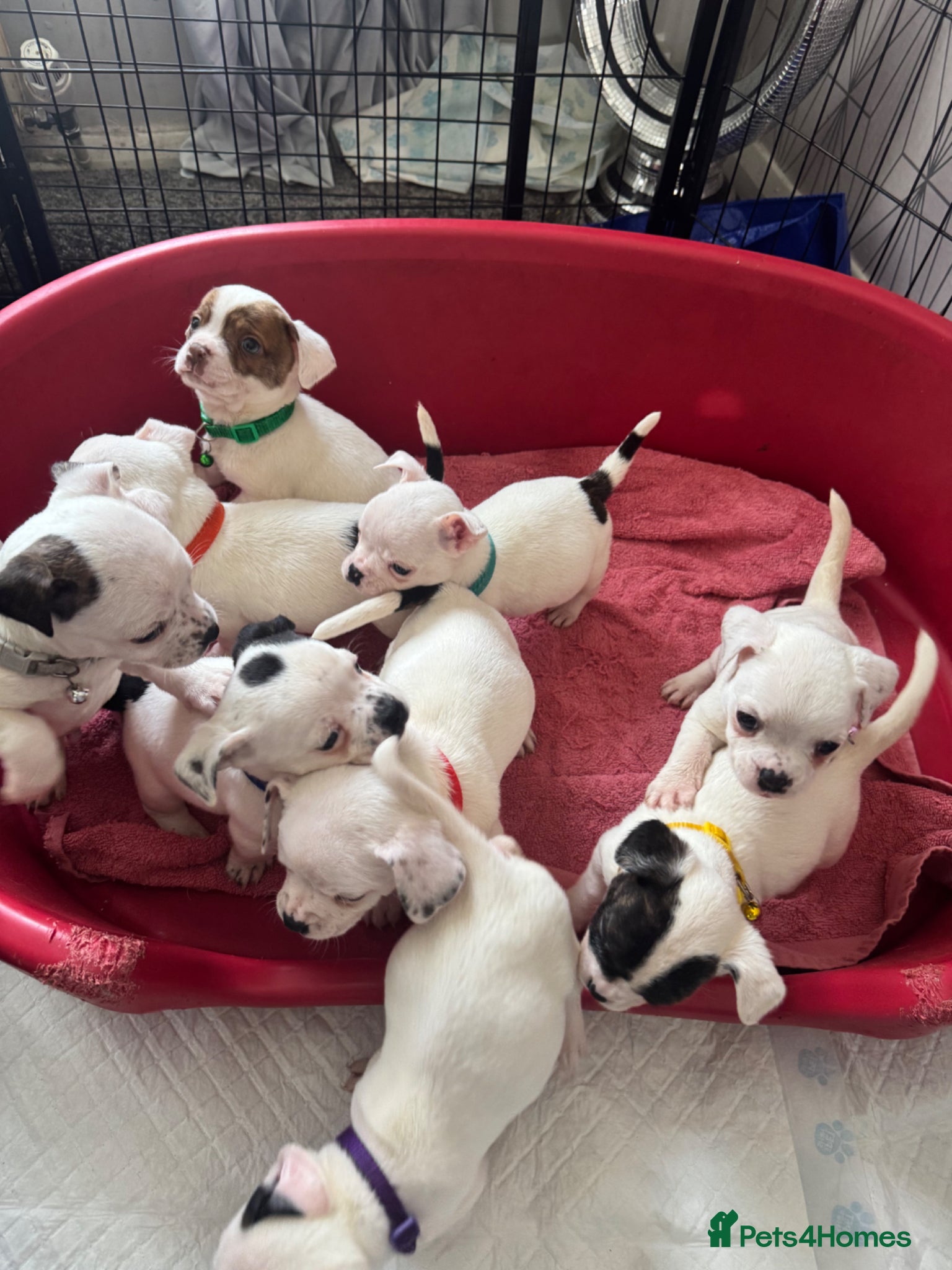 Mixed Breed dogs for sale: Bulldog x Chihuahua - Advert 9
