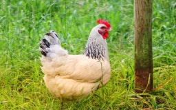 Chickens poultry for sale: Pol Hens For Sale - Image 3