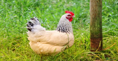 Chickens poultry - Advert 5