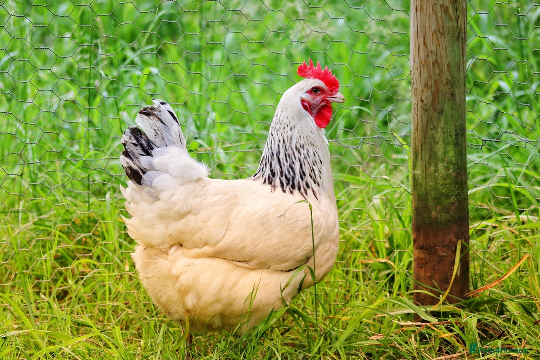Chickens poultry for sale: Pol Hens For Sale - Image 3