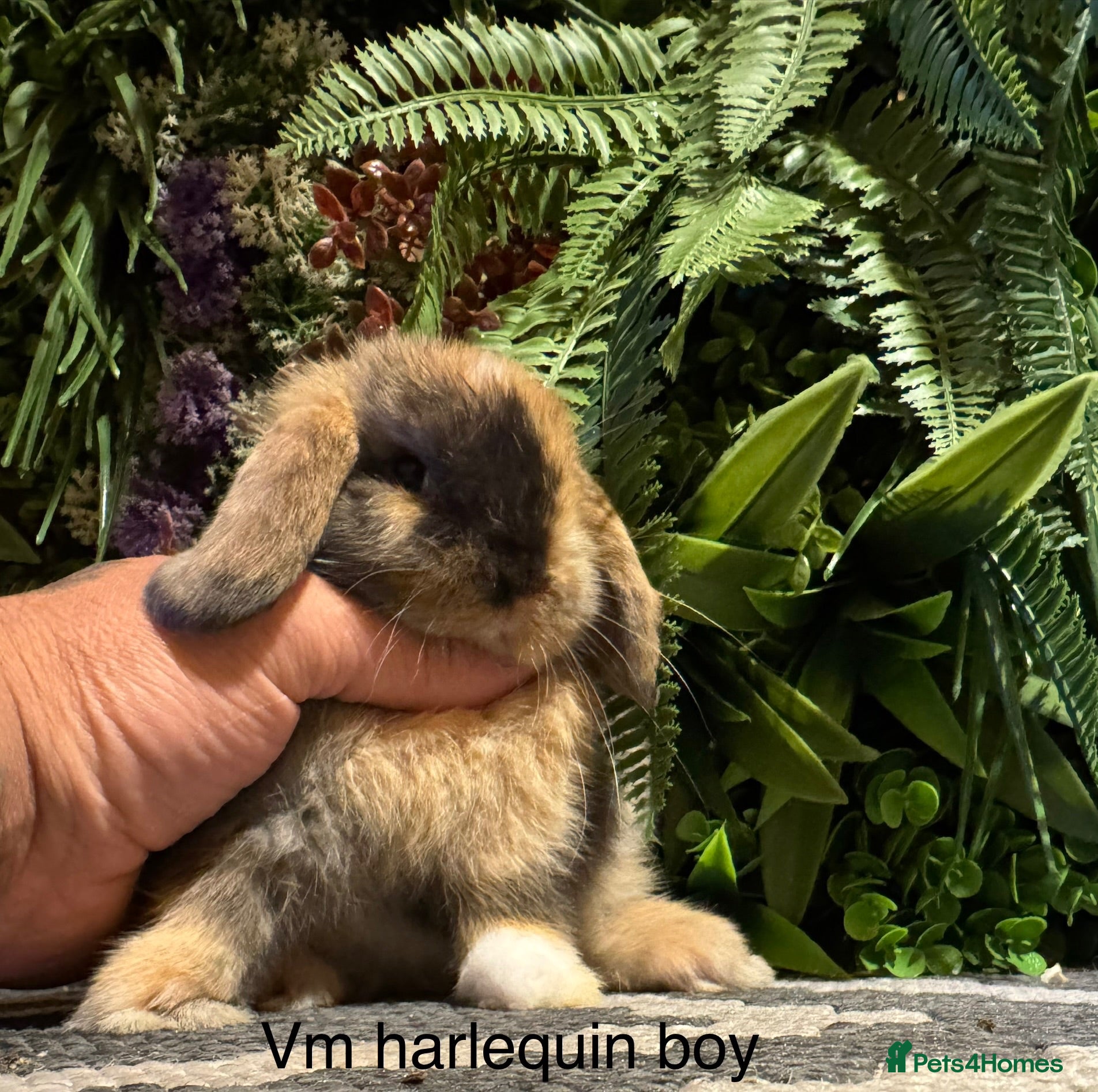 Mini Lop rabbits ⭐️pure bred mini lops ready to reserve⭐️ - Advert 1