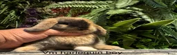 Mini Lop rabbits for sale: ⭐️pure bred mini lops ready to reserve⭐️ - Advert 1