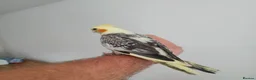 Cockatiels birds for sale: Friendly cockatiels baby boys and girls  - Advert 8