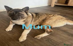 Akita dogs for sale: Sly Cooper 9 - Puppies Akita Ready To Go NOW‼️ - Image 6