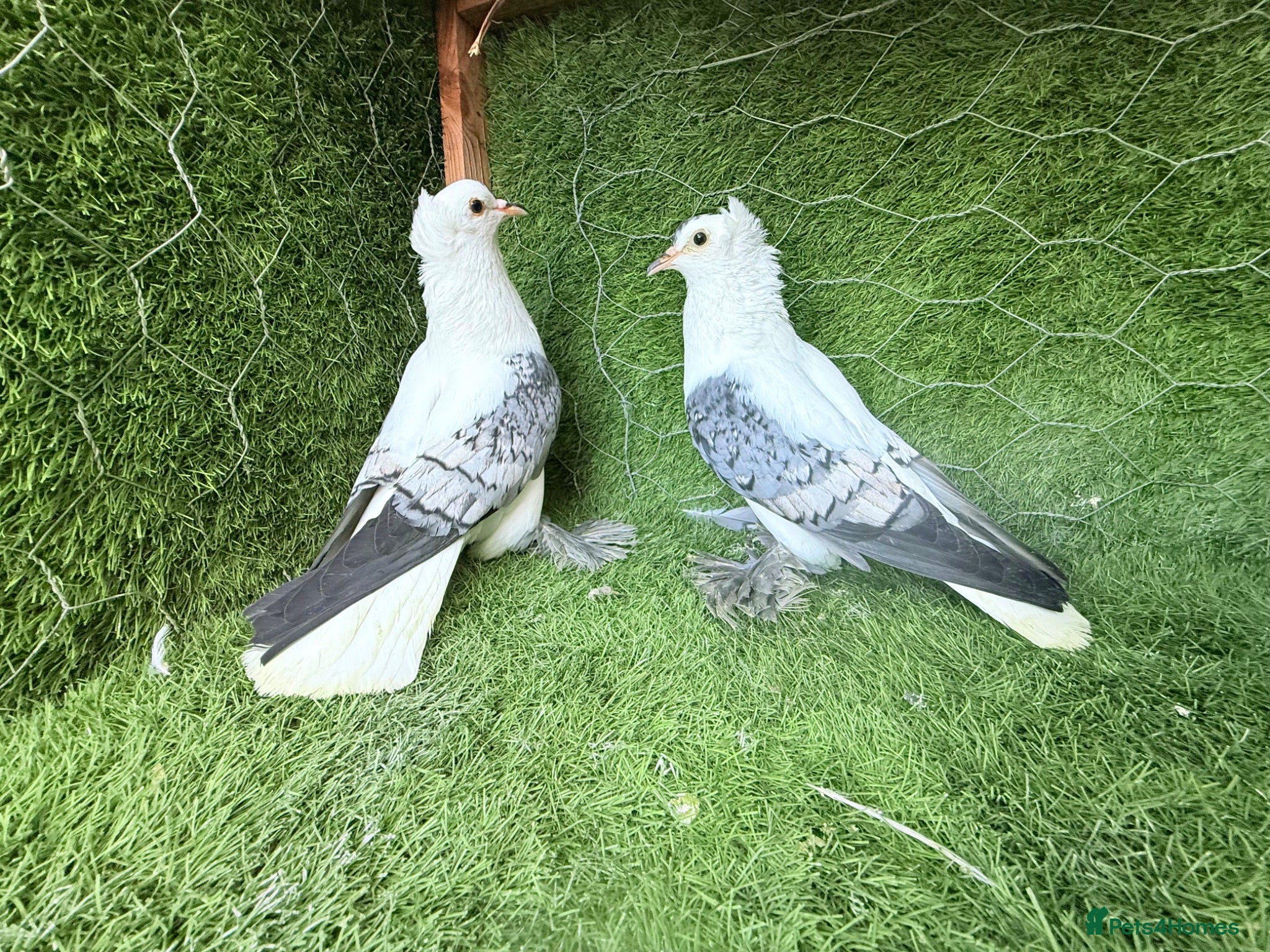 Pigeons birds Beautiful Vaccinated Breeding Pigeons ready to go - Advert 2