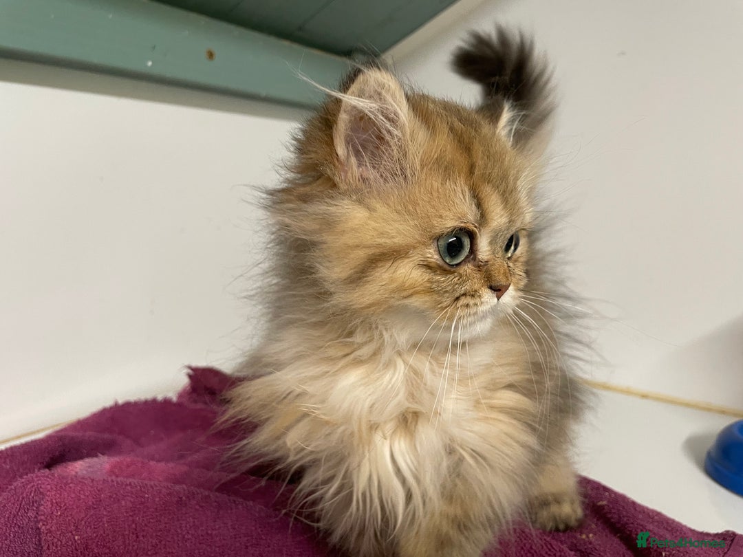 Persian cats for sale: Persian Chinchilla Girl for sale (REGISTERED) - Image 3