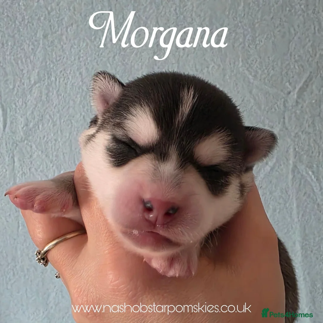 Pomsky dogs for sale: F3 Pomsky Puppies - Ready Soon - Advert 20
