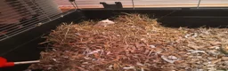 Rat rodents for sale: Rats for sale - Advert 6