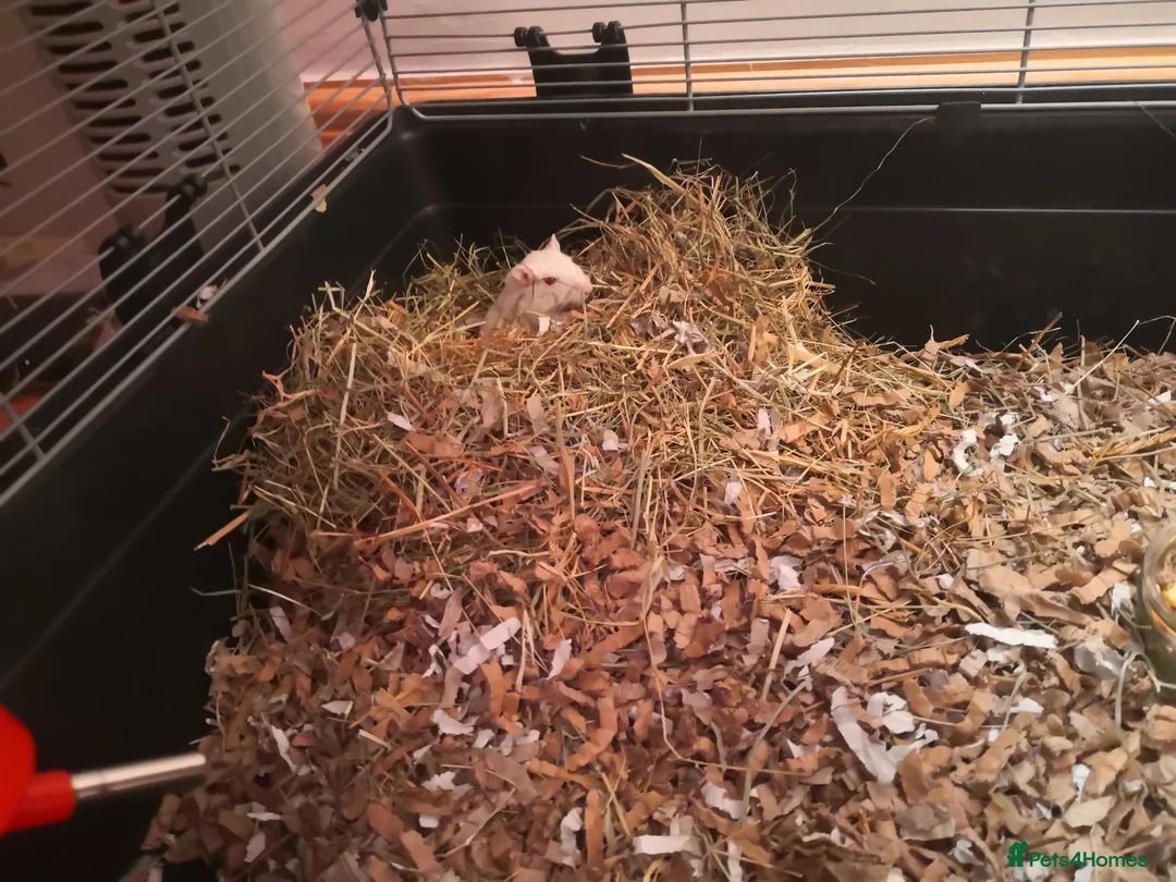 Rat rodents for sale: Rats for sale - Advert 6
