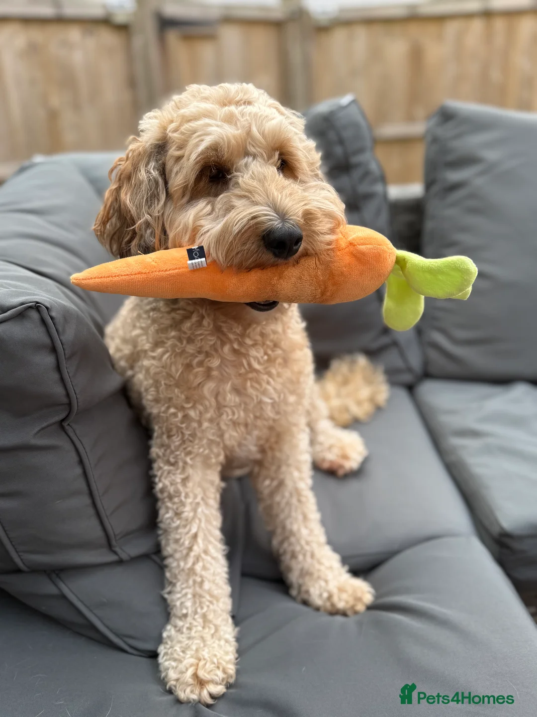 Mixed Breed dogs for sale: Tibetan Terrier Cross Puppies  - Advert 10