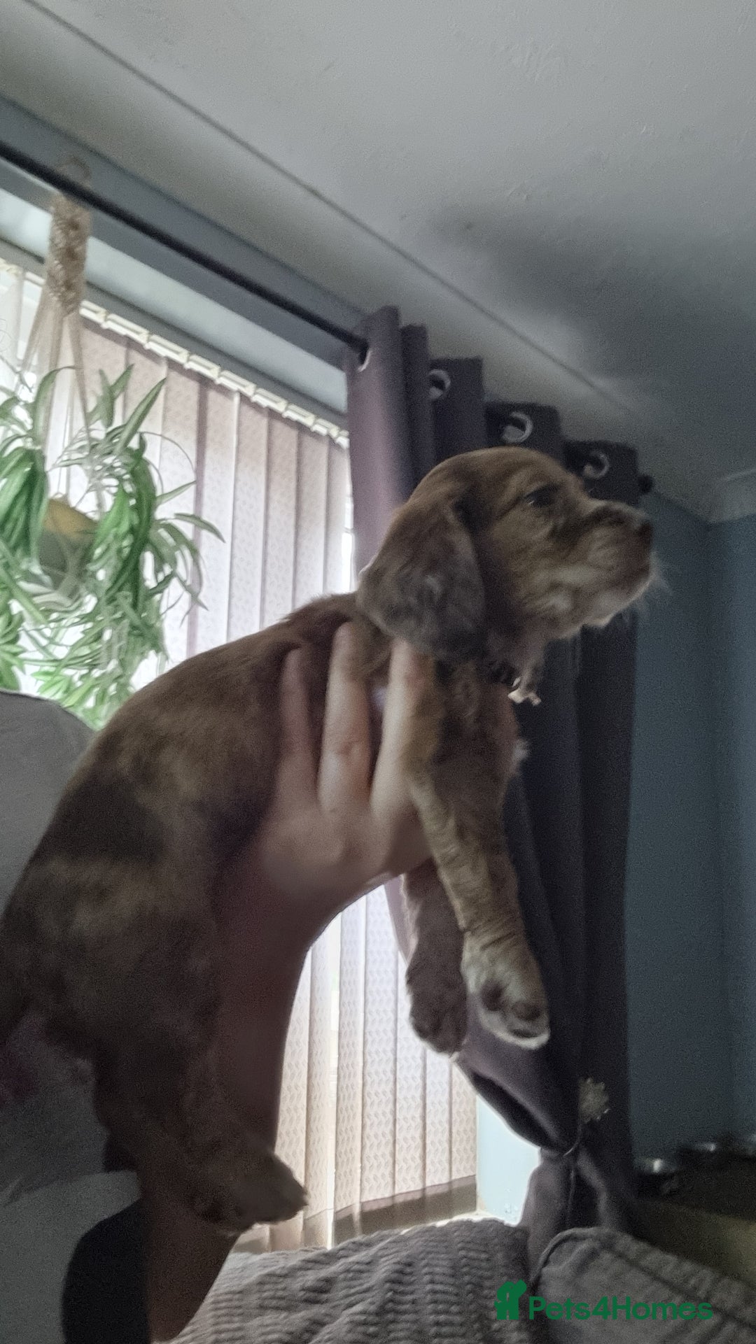 Mixed Breed dogs for sale: Docker  - Image 9