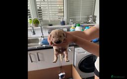 Golden Retriever dogs for sale: KC reg fox Red golden retrievers  - Image 15